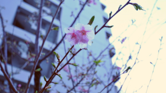 梅の木・・・春の予感・・・